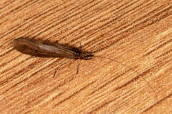 Athripsodes aterrimus02 kedlockfeus 1006