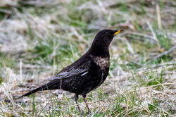 ringouzel09 cairngorm 010526