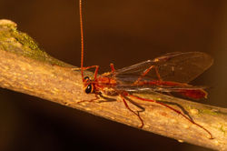 Ophion scutellaris06 kedlockfeus 210321.