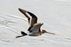 blacktailedgodwit11 guardbridge 240115
