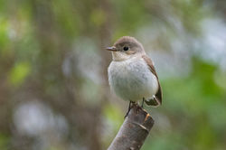 redbreastedflycatcher02 lowerkilminning 060524