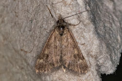 Pyrausta despicata01 kincraigpoint 020824