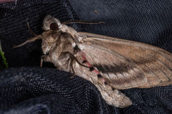 privethawkmoth01 hogcliff 030625