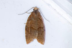 Pandemis cinnamomeana01 cambo 270726