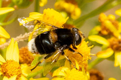 Eristalis intricaria01 carphin 270726