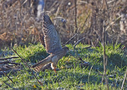 kestrel01 rossiebog 080121