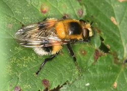 Volucella bombylans02 cerneabbas 150618