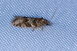 Cnephasia incertana01 kedlockfeus 120721