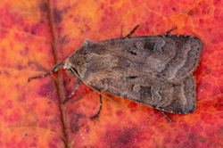 smallsquarespot01 kedlockfeus 010921