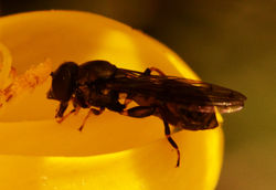 Neoascia podagrica02 cameronreservoir 180517