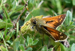 silverspottedskipper01 queendownwarren 150817