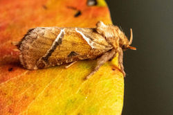 orangeswift01 kedlockfeus 050821