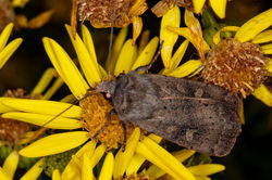 squarespotrustic01 tentsmuirpoint 030823