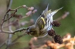 siskin02 bankheadmoss 121224