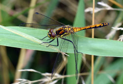 blackdarter03 mortonlochs 300717