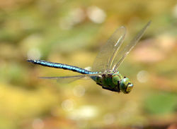 emperor5 powerstock 090614