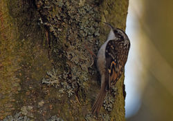 treecreeper02 birnieloch 090219