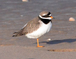 ringedplover5 westsands 160114