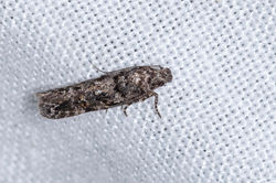 Teleiopsis diffinis01 tentsmuirpoint 200821