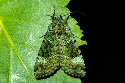 greenarches01 blackcraig 100622