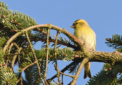 siskin01 cameronreservoir 161118