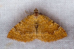 yellowshell01 auchtermuchtycommon 230721