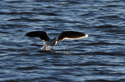 littlegull08 tentsmuirpoint 221220
