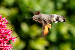 hummingbirdhawkmoth03 cambogardens 030726