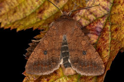 brick02 tentsmuirpoint 230923
