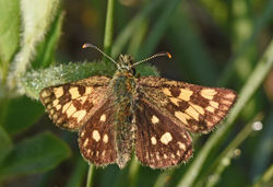 chequeredskipper01 glasdrum 020618