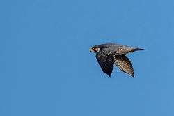 peregrine02 shellbay 051221