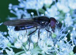 Cheilosia scutellata02 birnieloch 070819