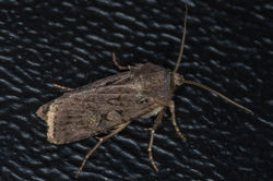 gardendart02 fleecefaulds 280823