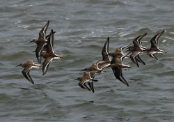 dunlin02 tentsmuirpoint 280919