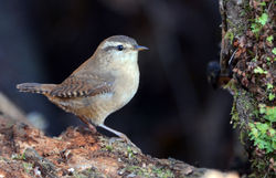 wren mortonlochs 161015