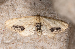 singledottedwave01 bankheadmoss 270724