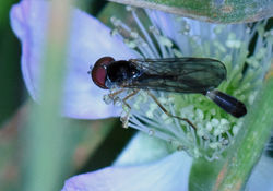 Baccha elongata01 gaddonloch 230719