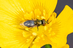 Lejogaster metallina01 mortonlochs 230522