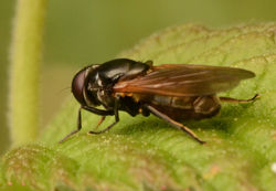Cheilosia albitarsis02 mortonlochs 260517