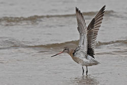 bartailedgodwit02 cocklemillburn 110119.