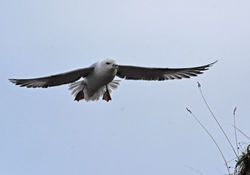 fulmar08 standrews 110119
