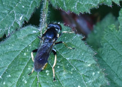 Xylota sylvarum02 mortonlochs 120620