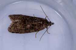 Cnephasia asseclana02 kedlockfeus 100721