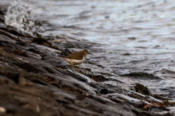 spottedsandpiper08 cameronreservoir 250924