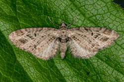 mottledpug03 kedlockfeus 020622