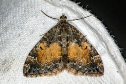 commonmarbledcarpet01 bankheadmoss 080923