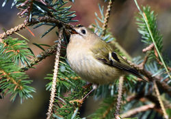 goldcrest03 mortonlochs 170317