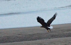 seaeagle01 tentsmuirpoint 231218