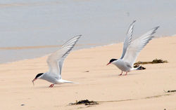 arctictern tolsta 280514