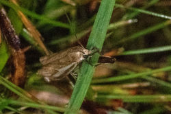 Crambus pratella01 tentsmuirpoint 110821